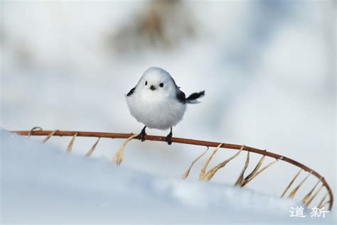 北海道 シマエナガ: 雪の妖精と現代アートの奇妙な融合