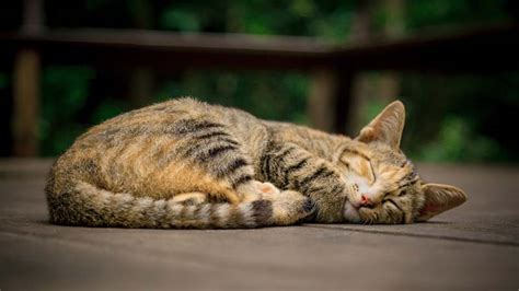 おしゃれ テーブル - なぜ猫はテーブルの上で昼寝をするのか？